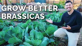 7 Tips to Grow Great Cabbage Cauliflower Broccoli and More [upl. by Eronel]