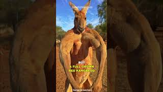 Kangaroo  The Buff Marsupial [upl. by Murage]