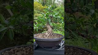 From simple plant to Bonsai tree  styling a Ficus indoorbonsai tropicalbonsai bonsai [upl. by Atnamas993]