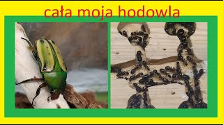 43 Cała moja hodowla [upl. by Venezia]