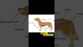 dog anatomyshorts biology 🦮🐕🐕‍🦺 [upl. by Anidene]