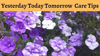 Yesterday Today and Tomorrow Plant Care [upl. by Barclay]