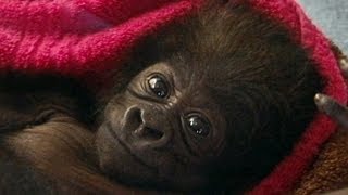 Cute Baby Gorilla Raised by Human Moms at Cincinnati Zoo [upl. by Erdnael]