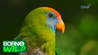 Born to be Wild New life for Camiguin Hanging Parrots [upl. by Biagi]