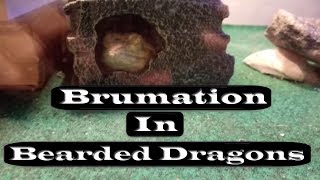 Brumation  Signs amp Tips [upl. by Donohue906]