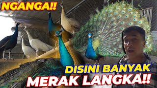 BIKIN NGANGA ❗PENANGKARAN MERAK LANGKA TERBESAR ❗ 😱 [upl. by Uzia]