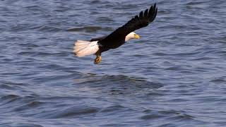 Bald Eagle Fishing [upl. by Meggs]