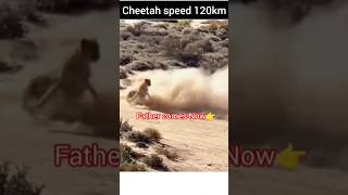 🐆Cheetah vs Falcon speed test🦅eagles reels youtubeshorts trendingshorts [upl. by Akehsay261]