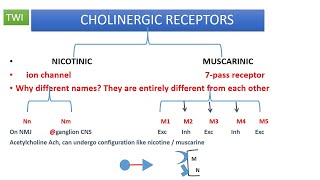 CHOLINERGIC PHARMACOLOGY OVERVIEW PART 1 SYNTHESIS OF ACH [upl. by Ylrebmic]