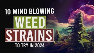 10 MUST TRY Cannabis Strains for 2024 [upl. by Yerrok207]