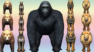 Gorilla finger family nursery rhymes3D rhymes for childrenzoo animalsliontigerarcus n media kidz [upl. by Keriann27]