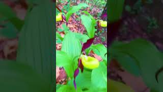 Cypripedium macranthos blooming is a species of orchid plants [upl. by Einner]