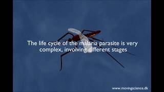 MALARIA LIFECYLE explained AI Scope software [upl. by Nireil]