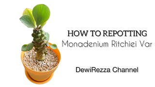 How to repotting  Euphorbia Monadenium Ritchiei Variegata  Succulent [upl. by Alexi]