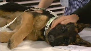 Så får du hunden att sluta skälla  Nyhetsmorgon TV4 [upl. by Glaab611]