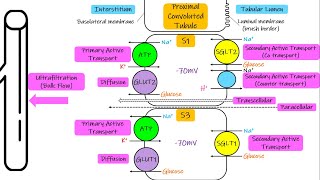 Different transport mechanisms Chapter 28 part 1 Guyton and Hall Physiology [upl. by Lucilla247]