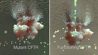 Cystic Fibrosis Mechanism and Treatment  HHMI BioInteractive Video [upl. by Croteau]