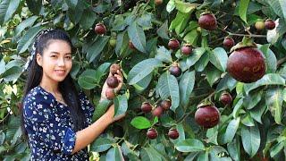 Harvest Mangosteen fruit in my homeland [upl. by Osmund]