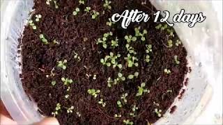 How To Germinate Petunia Seeds   Whimsy Crafter [upl. by Addiego112]