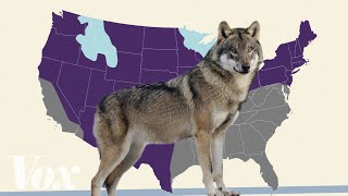 Is the gray wolf actually endangered [upl. by Aisiat]