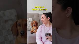 Me llaman TÃ“XICA ðŸ˜±ðŸ¤£ perrosalchicha teckel perros doglover humor perrosgraciosos mascotas [upl. by Krasnoff]