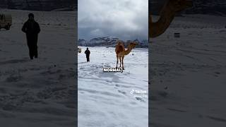 En el desierto del Sahara cae nieve ❄️ 🐪 [upl. by Varrian]