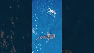 Surfing next to a Whale Shark [upl. by Olathe]