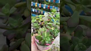 SUCULENTA QUE VIRA ARVORETA videos suculentasbrasil plantas suculentasbr shortsyoutube flores [upl. by Atinauj]