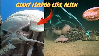 Facts about ISOPODS like alien [upl. by Ezar]