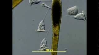 TimeLapse of Swarming Attachment and Maturation of Cothurnia and Vorticella [upl. by Harrington]