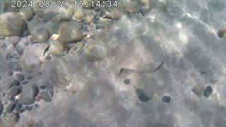 Tapaculo en Playa Blanca  Lanzarote [upl. by Einram274]