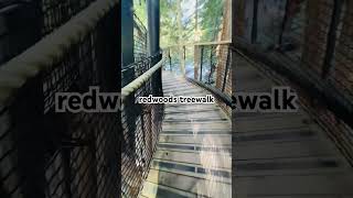 redwoods treewalk [upl. by Yreme]