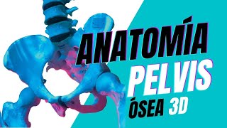 🦴 HUESOS del Cuerpo Humano LA PELVIS Anatomía Ósea 3D [upl. by Fidela]