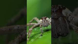 The Huntsman Spider  australia wildlife shorts [upl. by Lartnom965]