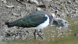 Northern Lapwing [upl. by Ajidahk829]