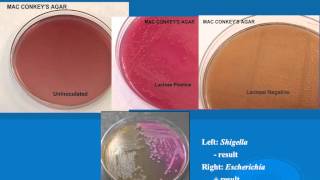 microbiology lab practical information part 1 [upl. by Notac]