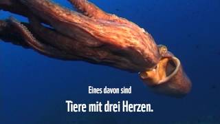 Wunder der Meere – Oktopus [upl. by Inait]