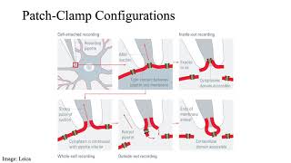 The Patch Clamp [upl. by Liban]