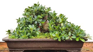 Growing Bonsai to Fit Larger Bonsai Pots When and Why It Matters [upl. by Adnalu]