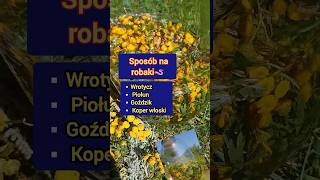 Sposób na robaki🪱Wrotycz Piołun Goździk Koper włoski zioła odrobaczanie [upl. by Chapin]