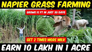 Super Napier Grass Farming  Fodder Grass Cultivation  Super Napier 20 grass Cultivation [upl. by Yelra]