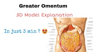 Greater Omentum Anatomy MADE SUPER FUN [upl. by Nwahsear291]