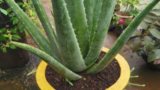 Aloe Vera Growing in Pot amp divide babies from the parent plant [upl. by Lavotsirc]