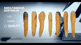 Newtec Optical Grading of Carrots by Quality Size and Shape [upl. by Darlene]