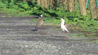 Squawking Spurwing Plover goes Splat [upl. by Rep]