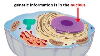 Eukaryotic Cells Part 1 Animal Cells and Endosymbiotic Theory [upl. by Naynek]