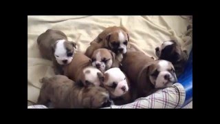 English Bulldog Puppies Birth to 5 Weeks [upl. by Chadwick]