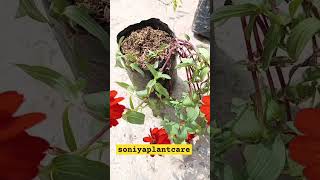 Zinnia flower grow and care tipszinniayoutubeshorts [upl. by Amehsat]