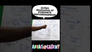 Mechanism of action of pyruvate dehydrogenase complex [upl. by Llevron381]