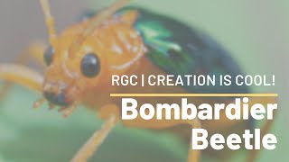 Bombardier Beetles Create Chemical Explosions  Bombardier Beetle  Creation is Cool [upl. by Elpmet]